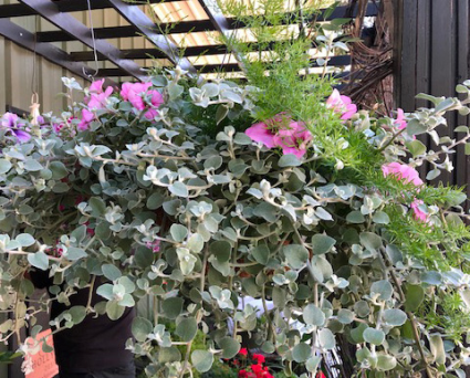 Large Hanging Baskets Coconut Liners