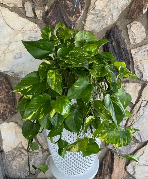 Large Hanging Pothos 