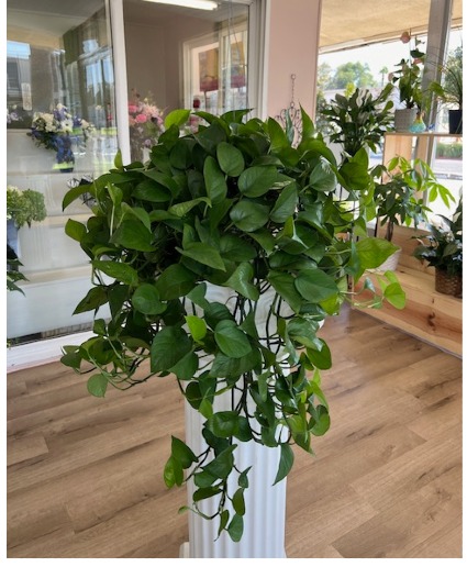 Large Hanging Pothos 