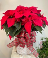 Large Holiday Poinsettia Christmas Plant