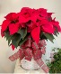 Large Holiday Poinsettia Christmas Plant