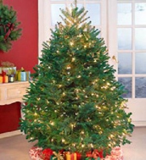 Cut Large Holiday Tree send someone Christmas in Bowerston, OH | LADY OF THE LAKE FLORAL & GIFTS Cut Large Holiday Tree send someone Christmas in Bowerston, OH | LADY OF THE LAKE FLORAL & GIFTS