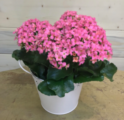 Large potted Kalanchoe