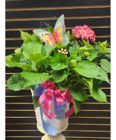 Large Hydrangea  