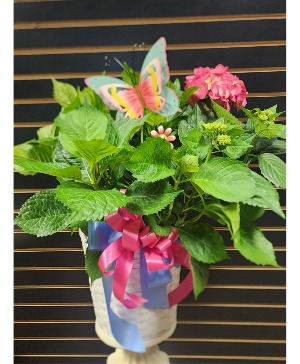 Large Hydrangea  