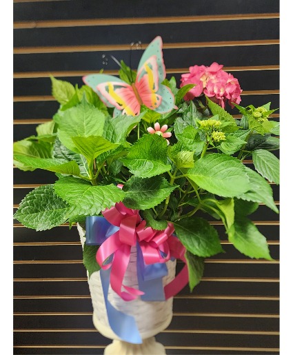 Large Hydrangea