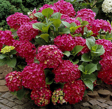 Large Hydrangea Plant in Greenville, NC | A FLING OF FLAIR FLORIST Large Hydrangea Plant in Greenville, NC | A FLING OF FLAIR FLORIST