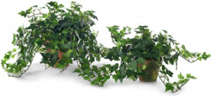 Large Ivy in Redstone Pot in Toronto, ON | BOTANY FLORAL STUDIO Large Ivy in Redstone Pot in Toronto, ON | BOTANY FLORAL STUDIO