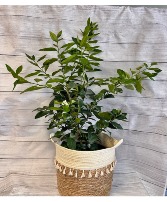 Large Lime Tree Indoor/Outdoor 