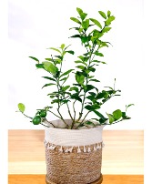 Large Meyer Lime Tree Indoor / Outdoor Plant
