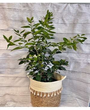 Large Lime Tree Indoor/Outdoor 
