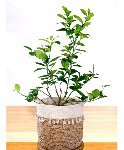 Large Meyer Lime Tree Indoor / Outdoor Plant