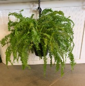 Large Mature Kimberly Queen Fern Plant