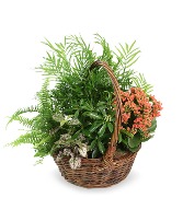 Large Mixed Garden Plant- Fresh 
