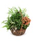 Large Mixed Garden Plant- Fresh 