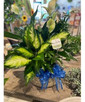 Large Mixed Potted Planter 