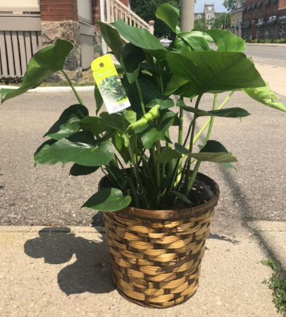Large Monstera  Potted Plant 