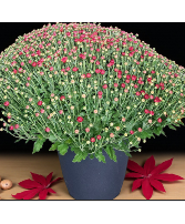 14" Mum Plant