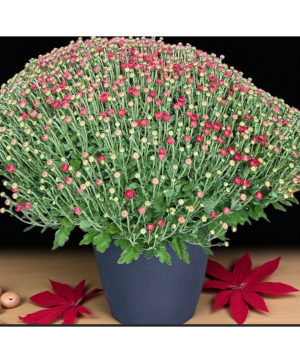 14" Mum Plant