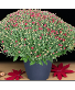 14" Mum Plant