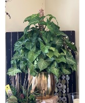 Large Nephthytis Pole