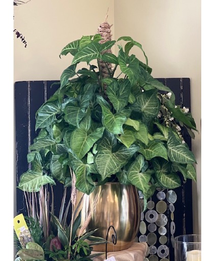 Large Nephthytis Pole