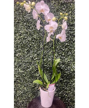 Large Orchid 