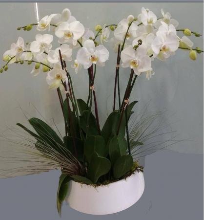 Large Orchid Arrangement in Modern Ceramic 4 Double White Orchids