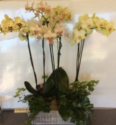 large Orchid Garden