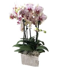 Large Orchid Garden 