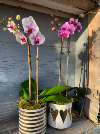 Large Orchid in Seasonal Planter Plants