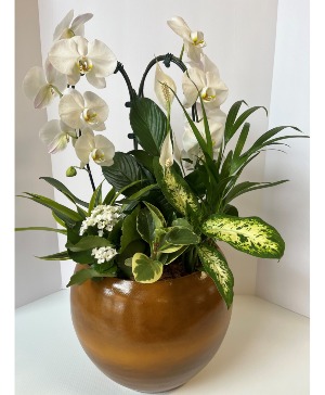 Large Orchid Mixed Planter  Plant 
