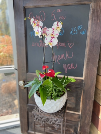 Large Orchid Planter  in Windsor, ON | K. MICHAEL'S FLOWERS & GIFTS