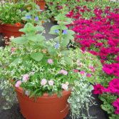 Patio Pots Mixed Flowering Annuals Flowers