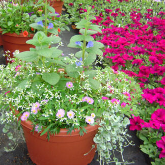 Patio Pots Mixed Flowering Annuals Flowers in Traverse City, MI | Blossom Shop