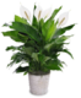 Large Peace Lilies 