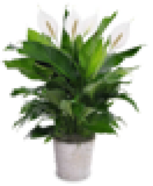 Large Peace Lilies 