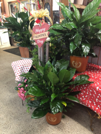Large peace Lilly’