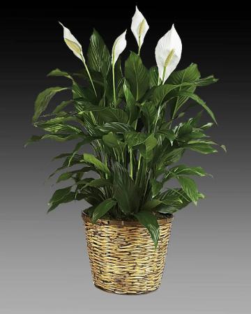 Large Peace Lily 