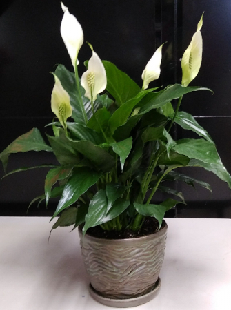 Large Peace Lily  