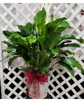Large Peace Lily 