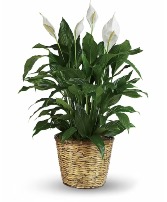 Large Peace Lily 