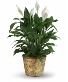 Purchase this funeral home arrangement