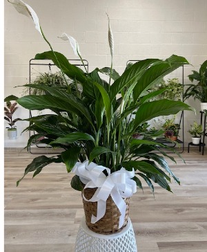 Large Peace Lily 