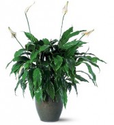 Large Peace Lily  Green plant