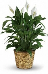 PEACE LILY Green Plant