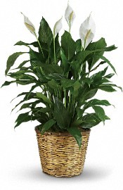 PEACE LILY Green Plant in Benbrook, TX | BENBROOK FLORAL LLC. PEACE LILY Green Plant in Benbrook, TX | BENBROOK FLORAL LLC.