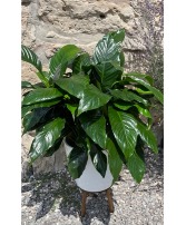 Large Peace Lily in Ceramic Pot Potted Plant