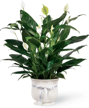 Large Peace Lily Plant 