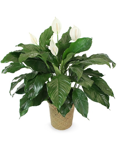 Large Peace Lily Plant- Fresh 